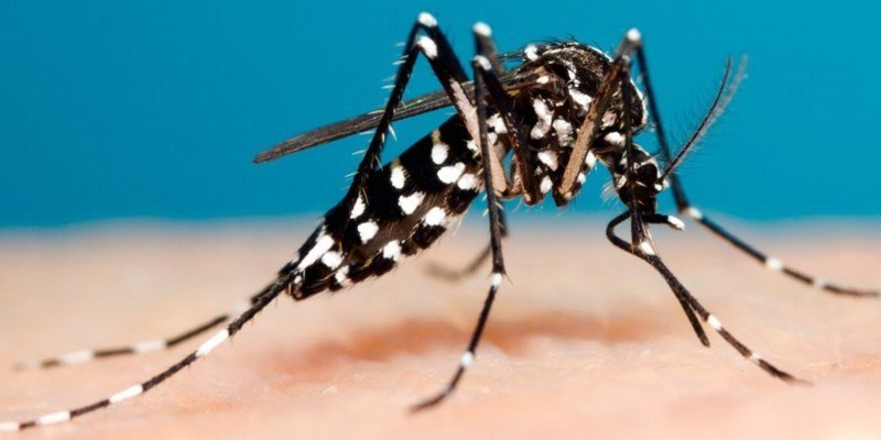 Mil millones de personas estarán expuestas a Dengueo Zika por el cambio climático