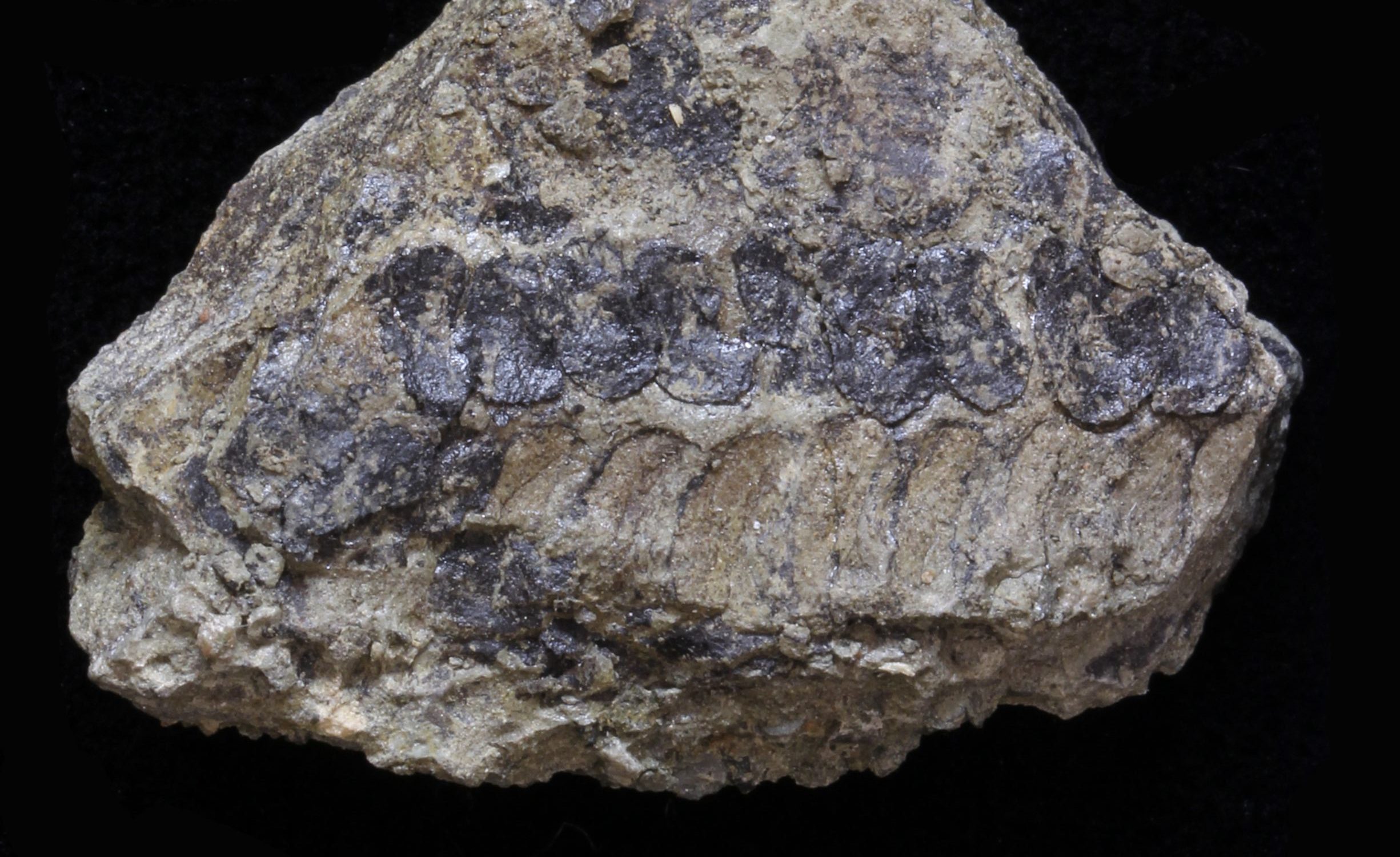 El fósil de una planta de hace 400 millones de años desvela un complejo sistema de reproducción
